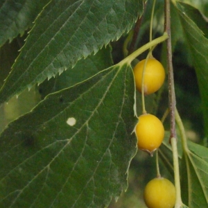 Photographie n°194602 du taxon Celtis australis L. [1753]