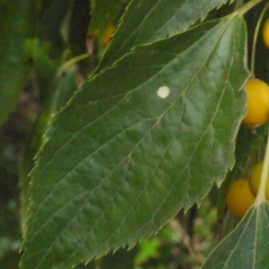 Photographie n°194604 du taxon Celtis australis L. [1753]