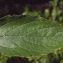  Liliane Roubaudi - Celtis australis L. [1753]