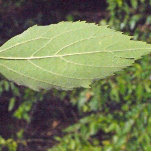 Photographie n°194607 du taxon Celtis australis L. [1753]