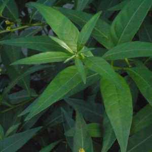  - Cestrum parqui L'Hér. [1788]