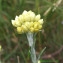  Bernard Andrieu - Helichrysum stoechas (L.) Moench [1794]
