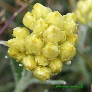 Helichrysum stoechas var. maritimum (Jord. & Fourr.) Rouy (Immortelle)