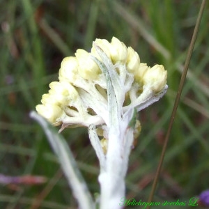 Photographie n°194635 du taxon Helichrysum stoechas (L.) Moench [1794]