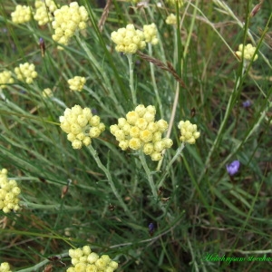 Photographie n°194637 du taxon Helichrysum stoechas (L.) Moench [1794]