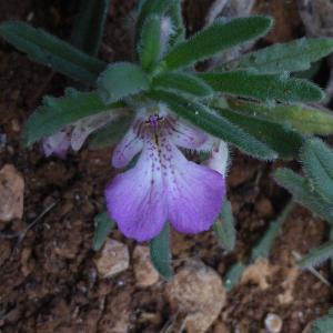 Ajuga iva (L.) Schreb. var. iva (Bugle ivette)