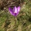  Jean-Christophe BÉJANNIN - Crocus nudiflorus Sm. [1798]