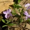  Annie GARCIN - Viola arborescens L. [1753]