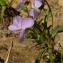  Annie GARCIN - Viola arborescens L. [1753]