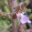  Paul Fabre - Teucrium botrys L.