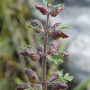 Photographie n°194723 du taxon Teucrium botrys L.