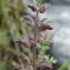  Paul Fabre - Teucrium botrys L.