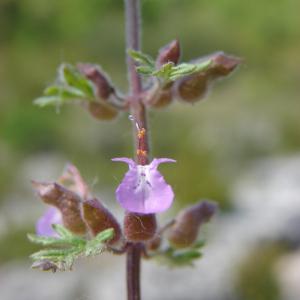 Photographie n°194724 du taxon Teucrium botrys L.