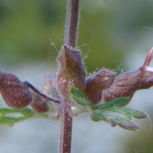 Photographie n°194725 du taxon Teucrium botrys L.