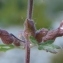  Paul Fabre - Teucrium botrys L.