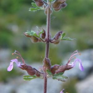 Photographie n°194726 du taxon Teucrium botrys L.