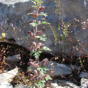 Photographie n°194727 du taxon Teucrium botrys L.