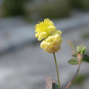 Melilotus agrarius Desf. (Trèfle des champs)