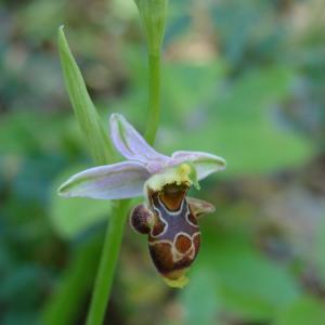 Photographie n°194782 du taxon Ophrys corbariensis J.Samuel & J.M.Lewin [2002]