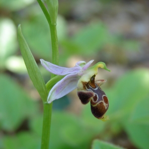 Photographie n°194783 du taxon Ophrys corbariensis J.Samuel & J.M.Lewin [2002]