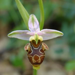 Photographie n°194785 du taxon Ophrys corbariensis J.Samuel & J.M.Lewin [2002]