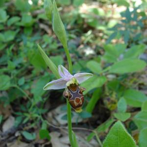 Photographie n°194786 du taxon Ophrys corbariensis J.Samuel & J.M.Lewin [2002]