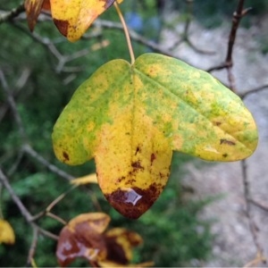 Photographie n°194804 du taxon Acer monspessulanum L.