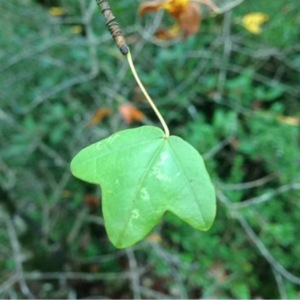 Photographie n°194807 du taxon Acer monspessulanum L.