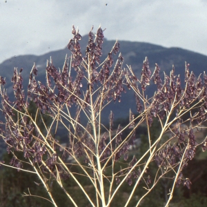 Photographie n°194844 du taxon Isatis tinctoria L. [1753]