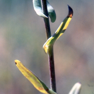 Photographie n°194847 du taxon Myagrum perfoliatum L. [1753]