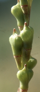 Liliane Roubaudi, le 27 mai 2006 (Villesèque)