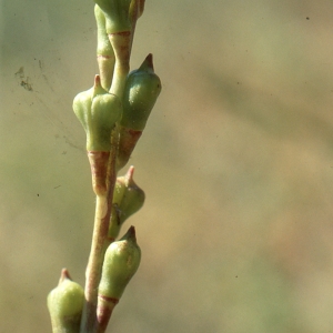 Photographie n°194849 du taxon Myagrum perfoliatum L. [1753]