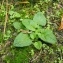  Quentin Lebastard - Vinca major L. [1753]