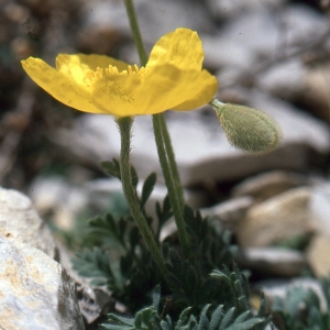 Photographie n°194877 du taxon Papaver rhaeticum Leresche [1881]