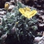  Liliane Roubaudi - Papaver rhaeticum Leresche [1881]