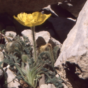 Papaver rhaeticum Leresche (Amapola de los Alpes)