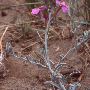  - Malcolmia littorea (L.) R.Br. [1812]