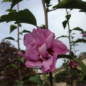 Photographie n°194909 du taxon Hibiscus syriacus L. [1753]