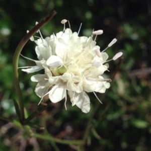  - Scabiosa columbaria L. [1753]