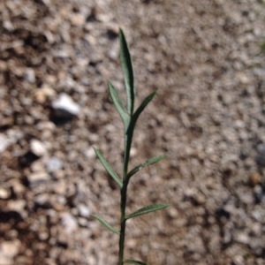  - Scabiosa columbaria L. [1753]