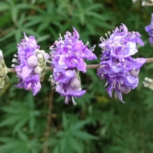 Photographie n°194937 du taxon Vitex agnus-castus L. [1753]