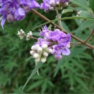 Photographie n°194939 du taxon Vitex agnus-castus L. [1753]
