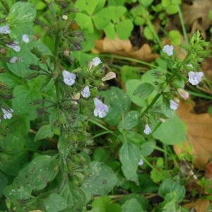  - Calamintha sylvatica Bromf. [1845]