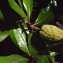  Liliane Roubaudi - Magnolia grandiflora L. [1759]