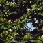 Liliane Roubaudi - Magnolia grandiflora L. [1759]