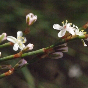 Photographie n°195013 du taxon Polygonum L. [1753]