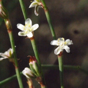 Photographie n°195015 du taxon Polygonum L. [1753]