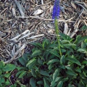 Photographie n°195049 du taxon Veronica spicata L. [1753]