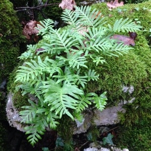 Photographie n°195096 du taxon Polypodium interjectum Shivas [1961]