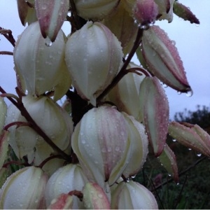 Photographie n°195106 du taxon Yucca gloriosa L. [1753]